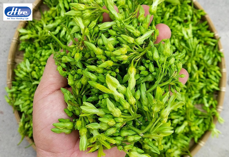 cách chữa bệnh trĩ bằng thuốc nam​ 
