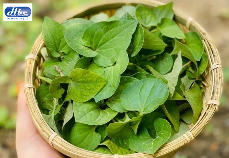 cách trị bệnh trĩ tại nhà bằng rau diếp cá