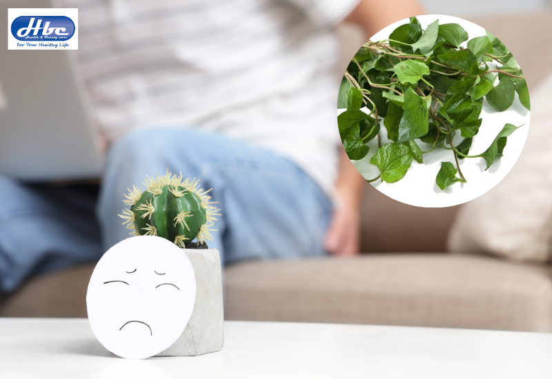 cách trị bệnh trĩ tại nhà bằng rau diếp cá