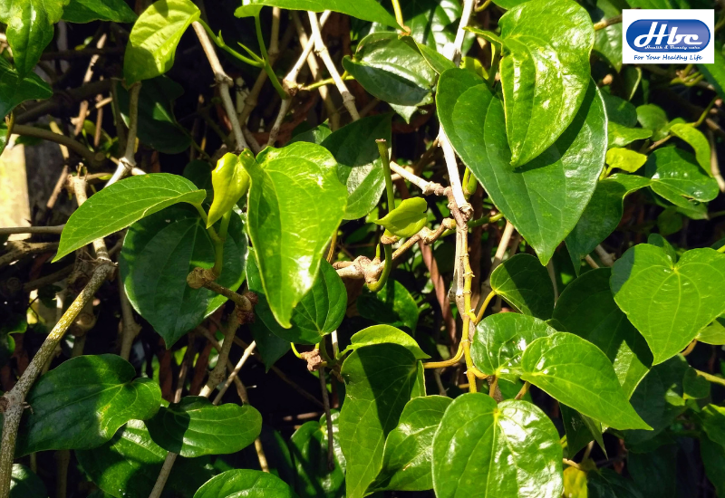 mẹo dân gian chữa trĩ cho bà bầu